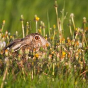 Ein Hase versteckt sich im Gras, man sieht nur einen Teil seines Kopfes mit Ohr und Auge | Suchauftrag für Immobilien beim Makler