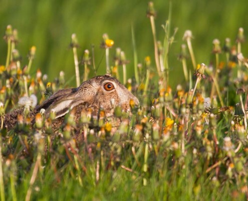 Ein Hase versteckt sich im Gras, man sieht nur einen Teil seines Kopfes mit Ohr und Auge | Suchauftrag für Immobilien beim Makler