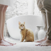 Eine orangefarbene Katze sitzt zwischen den Füßen eines Paares, das sich schweigend gegenübersteht – Symbolbild für eine Trennung in den eigenen vier Wänden | Scheidungsimmobilie