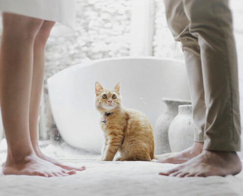 Eine orangefarbene Katze sitzt zwischen den Füßen eines Paares, das sich schweigend gegenübersteht – Symbolbild für eine Trennung in den eigenen vier Wänden | Scheidungsimmobilie